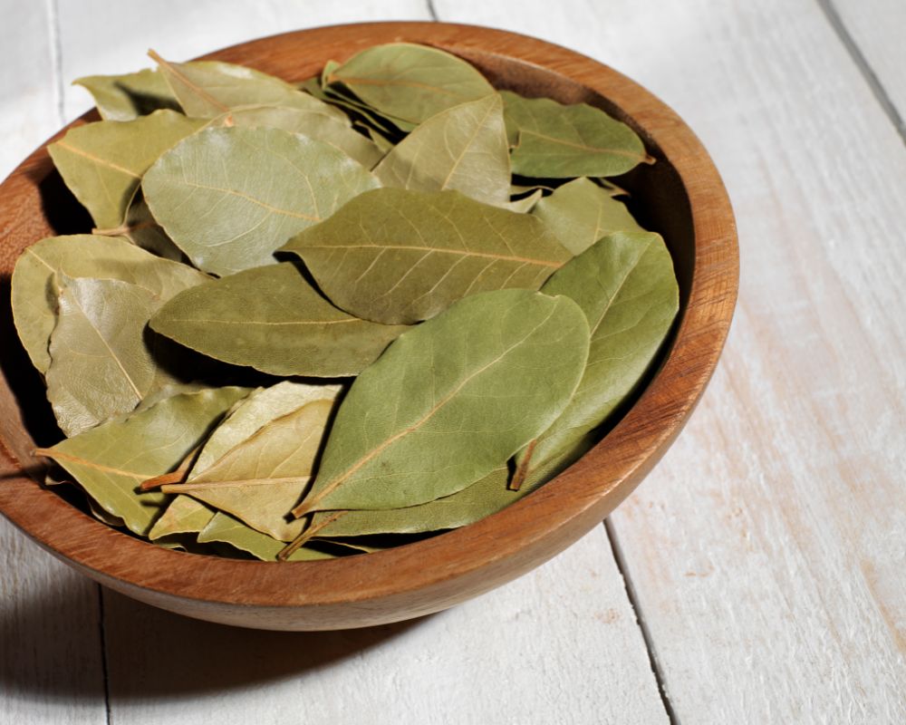 Bay leaf