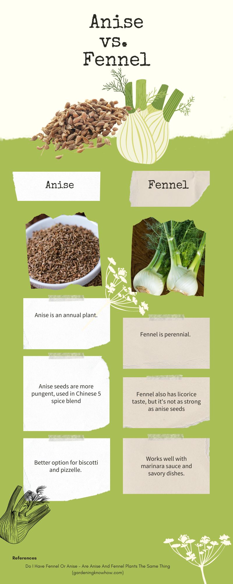 Differences between fennel and anise