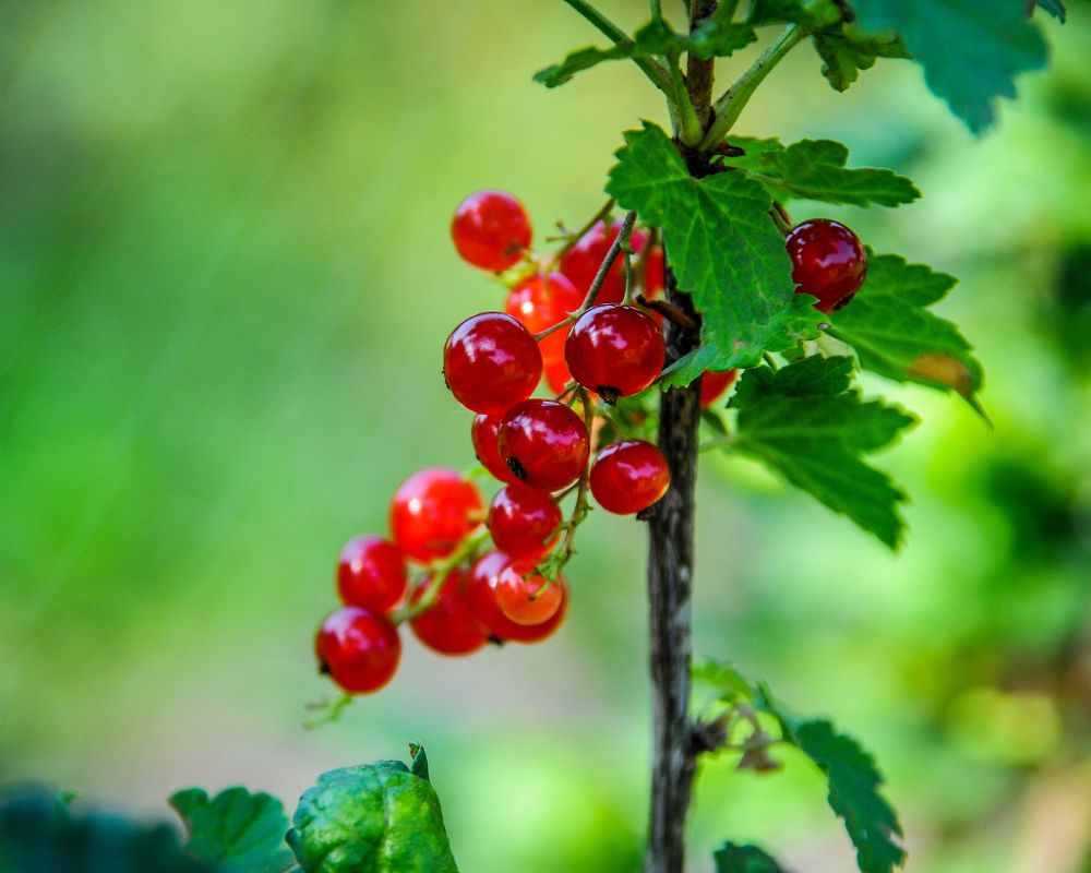 Currant