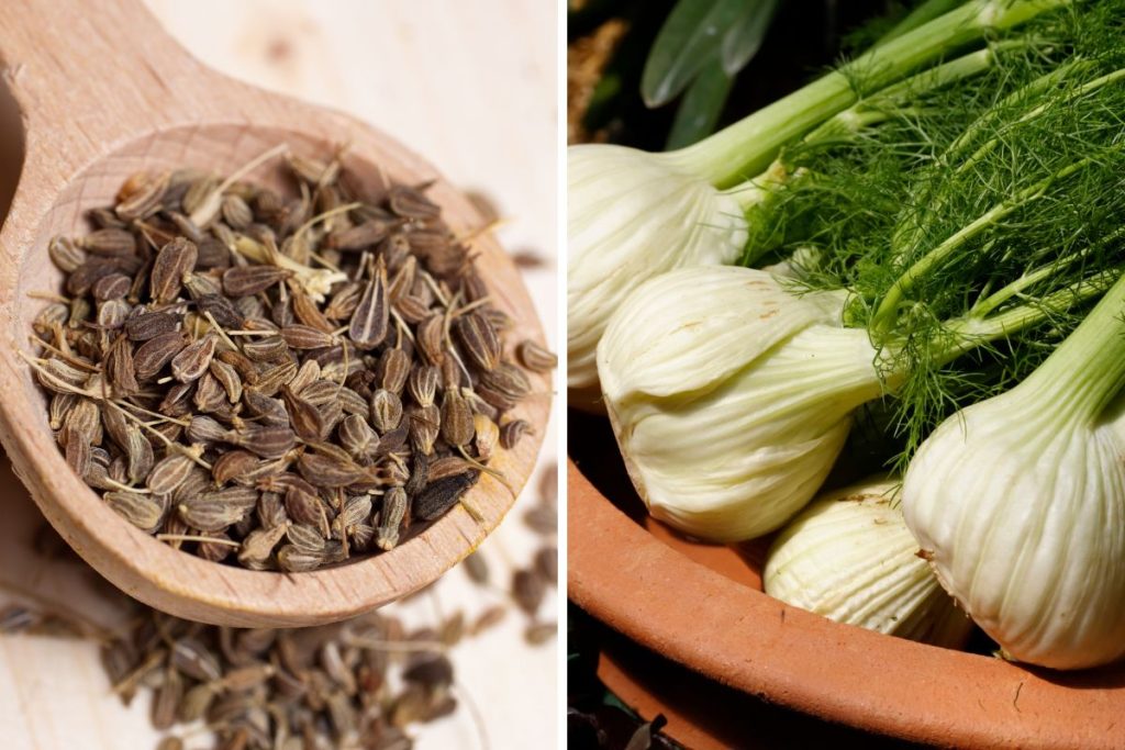 Anise Vs. Fennel: How Do They Compare? | Spice Gourmand