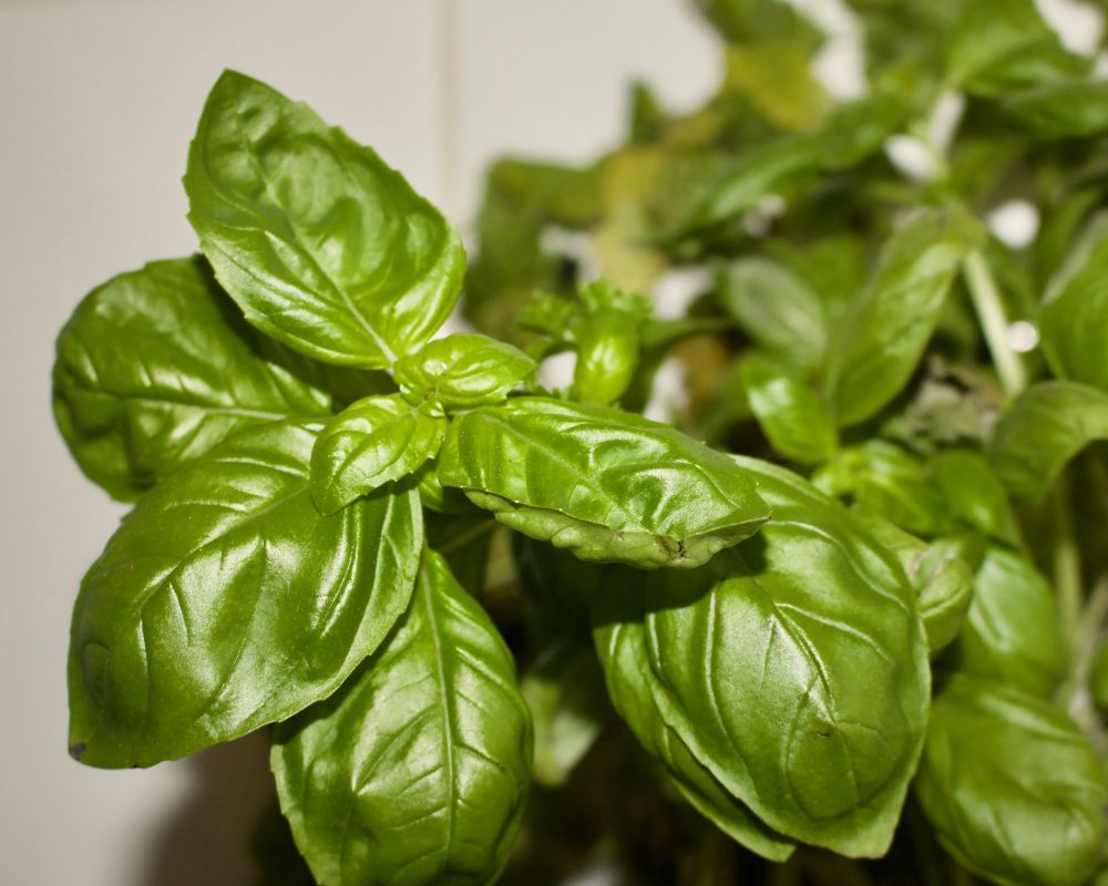 Fresh basil