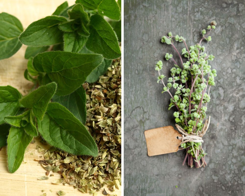 Oregano and marjoram