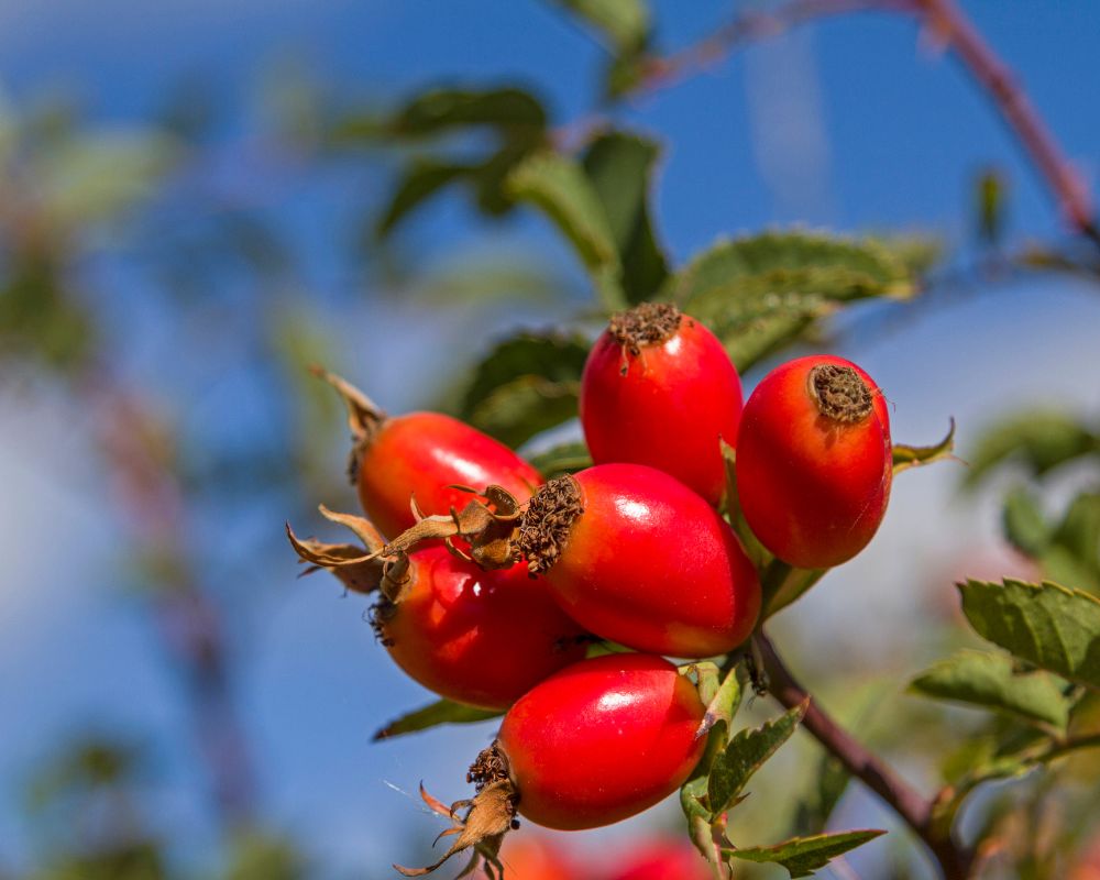 Rose hips