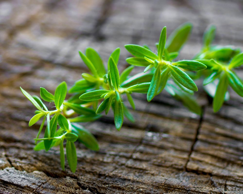 Dried Savory: A Staple In French And Italian Cuisines