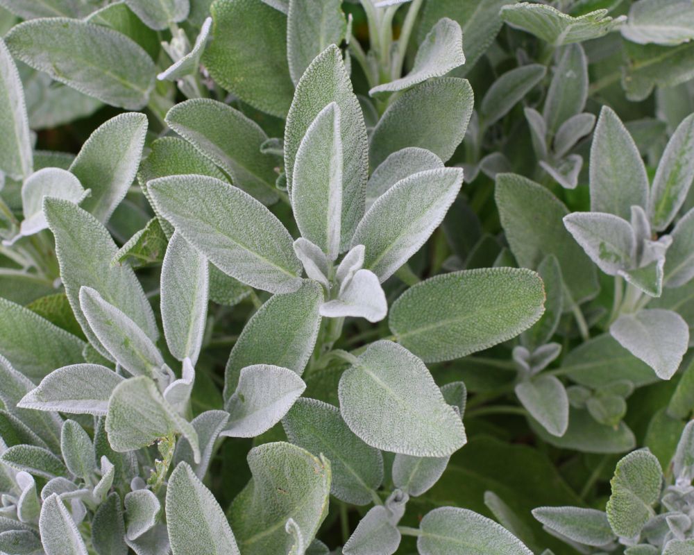 Fresh sage