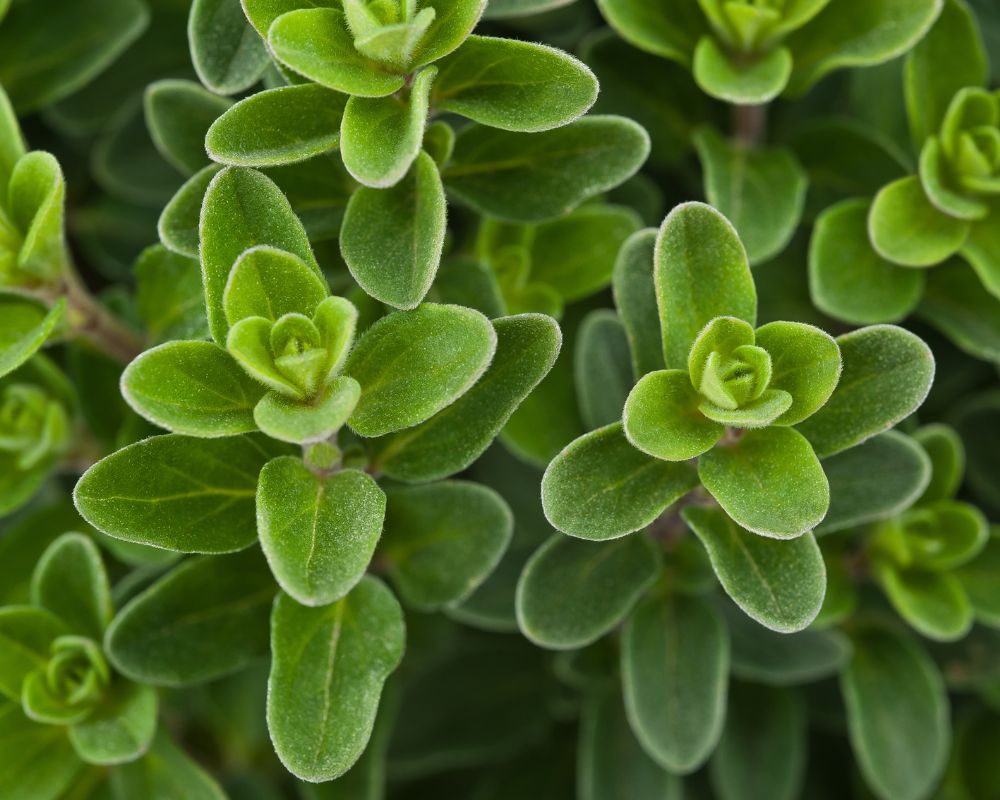 Marjoram