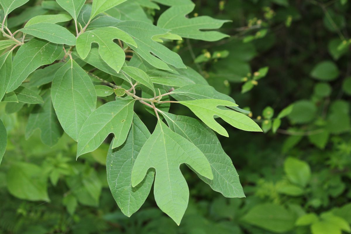 File powder comes from sassafras tree