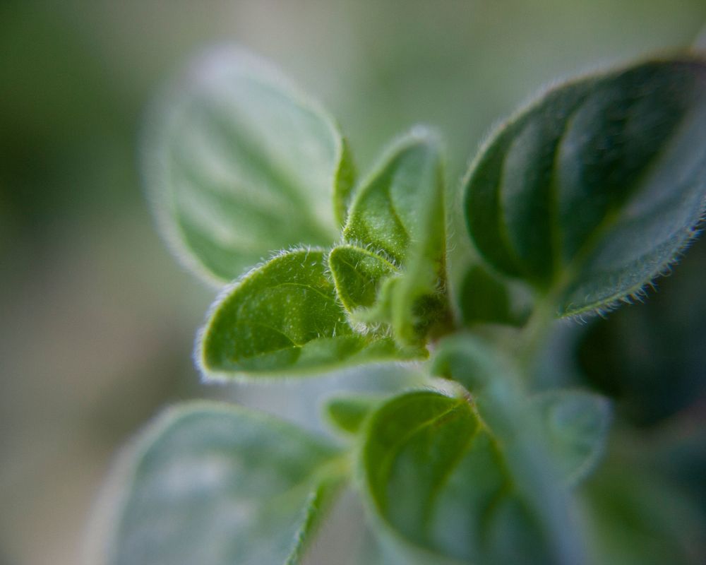 Greek oregano