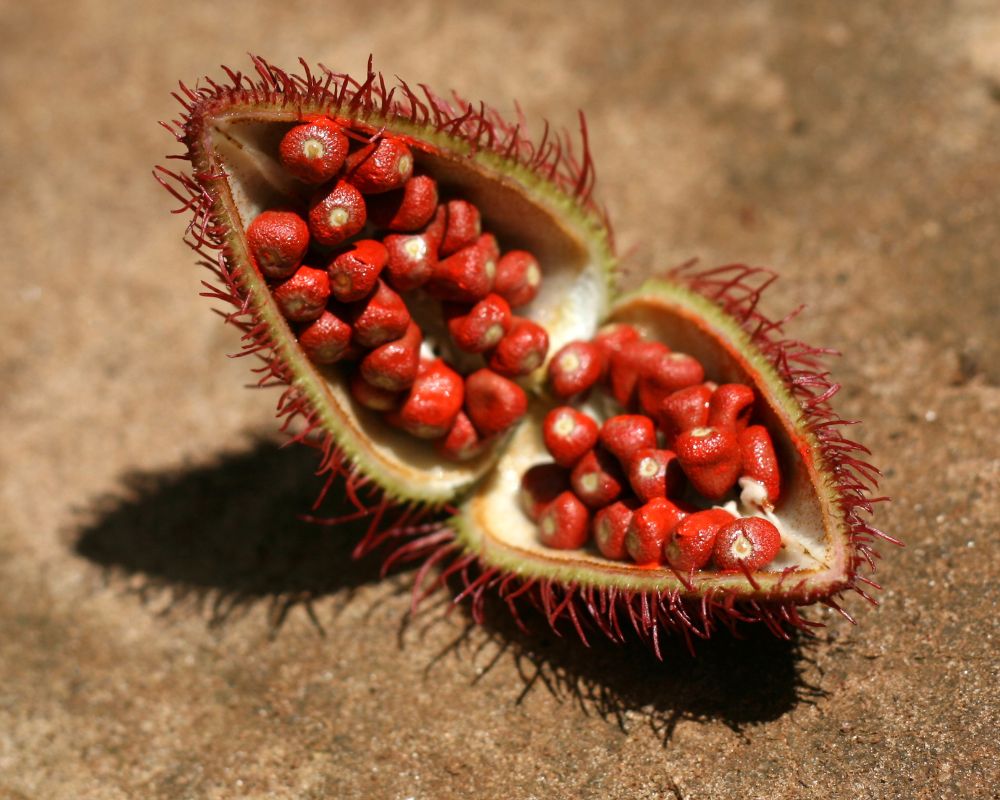 Seeds of the achiote tree