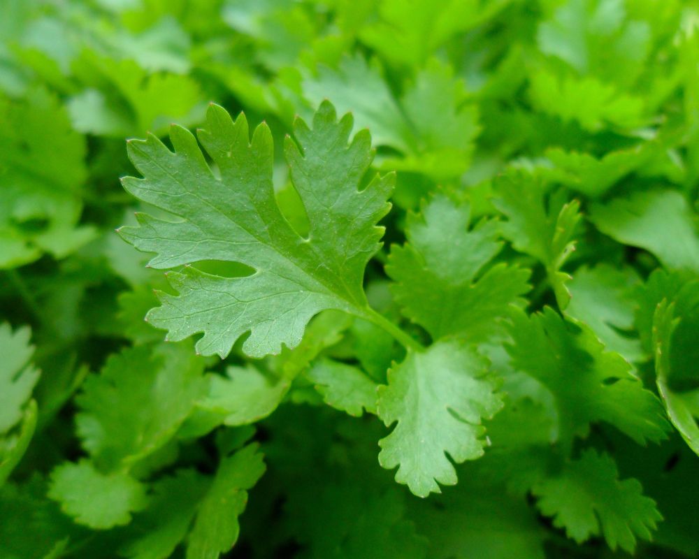 Parsley