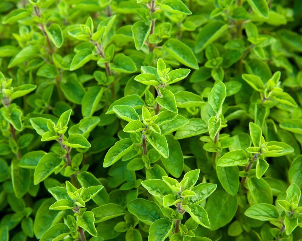 Marjoram