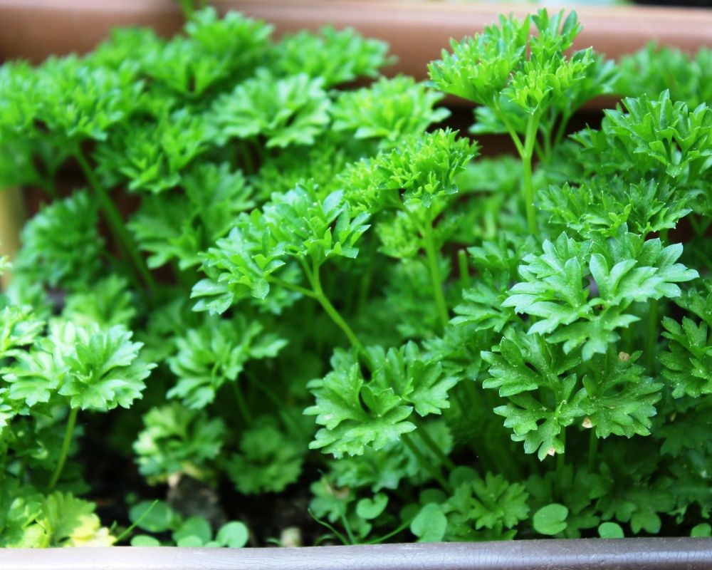 Parsley