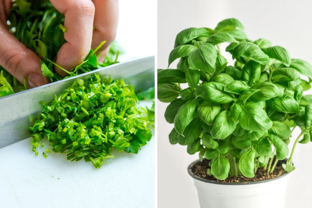 Parsley Vs. Basil Meet These Flavorful Herbs