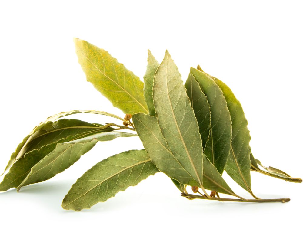 Bay leaf