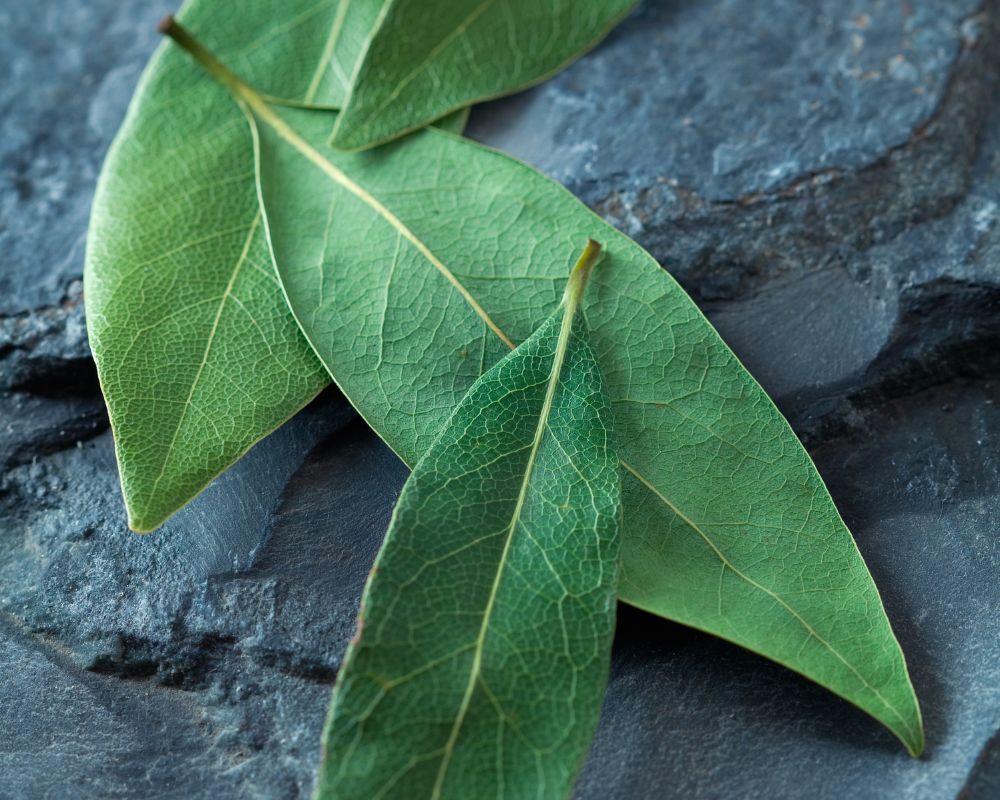 Bay leaf