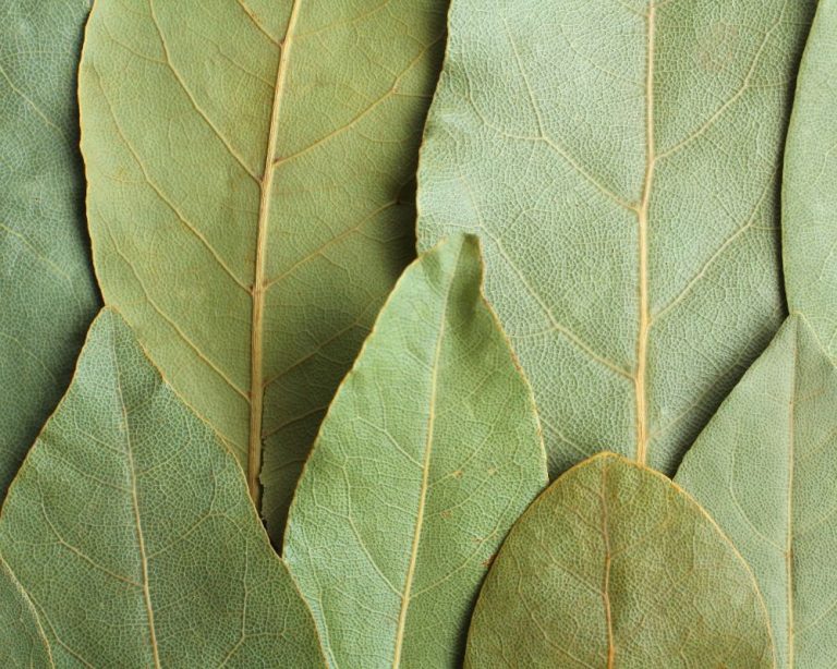 Indian Bay Leaf Vs. Bay Leaf Spice Gourmand