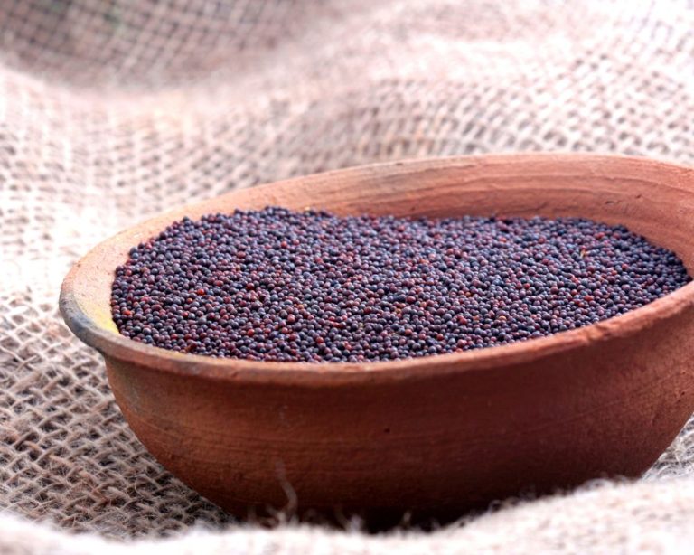 Black Mustard Seeds Recipes Faq Spice Gourmand