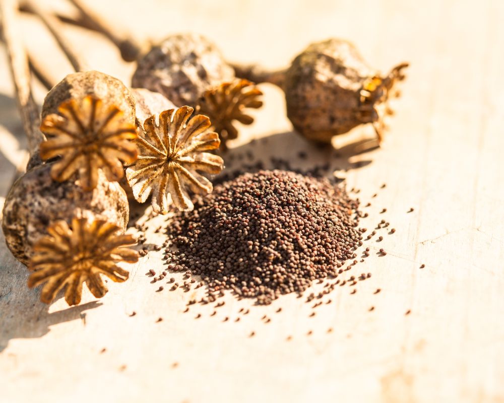 Brown poppy seeds