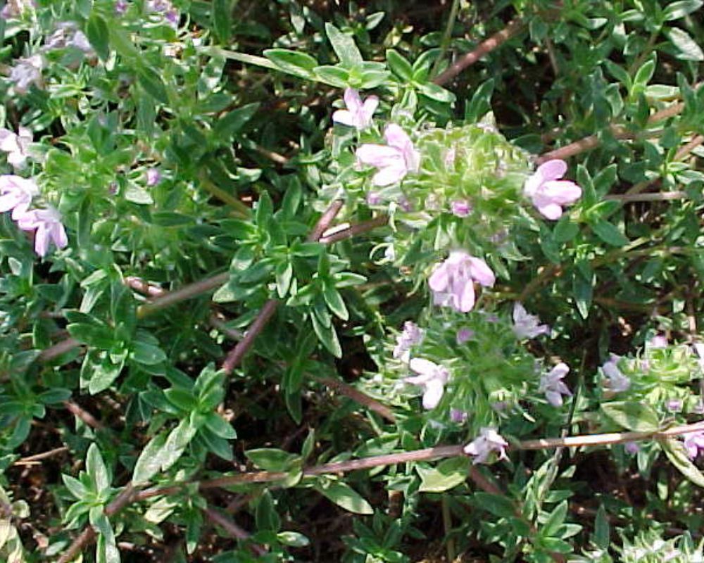 Caraway thyme