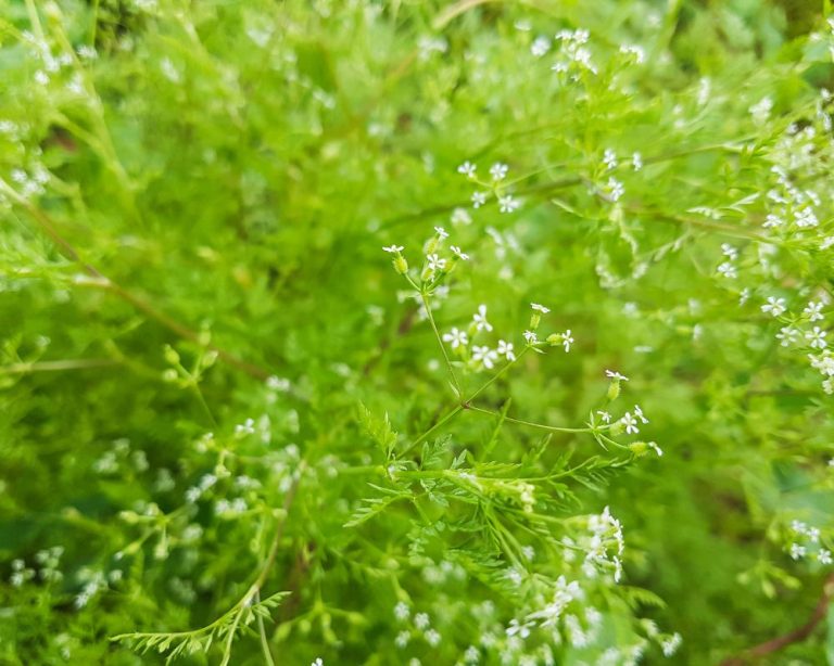 12 Dried Morel Mushrooms Recipe Ideas Spice Gourmand