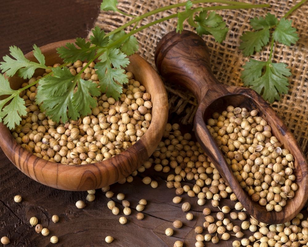 Coriander