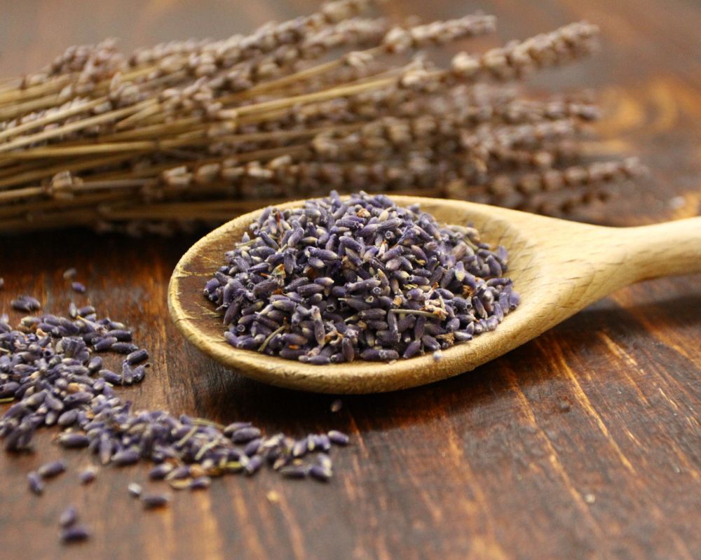 Culinary lavender