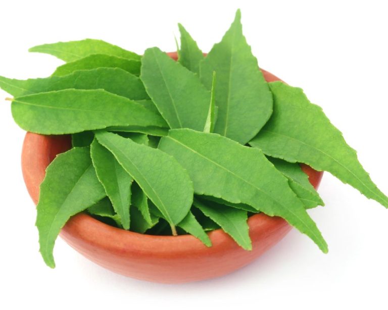 Indian Bay Leaf Vs. Bay Leaf Spice Gourmand