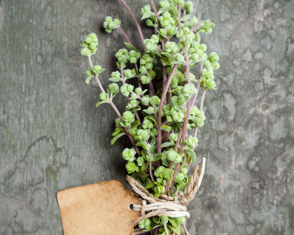 Dried marjoram leaf