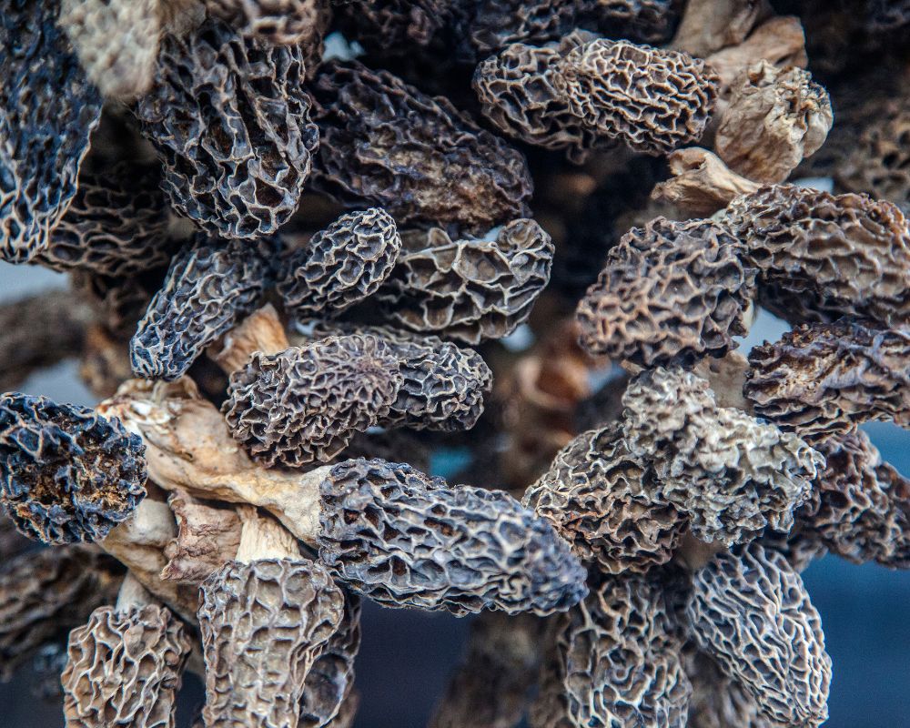 Dried morel mushrooms