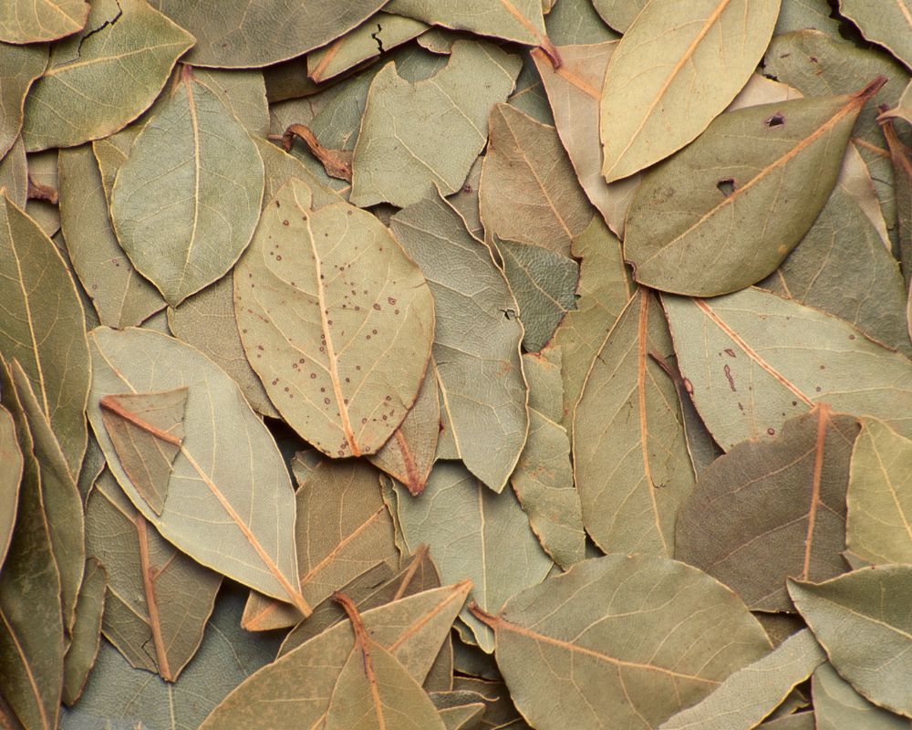 Dry bay leaves