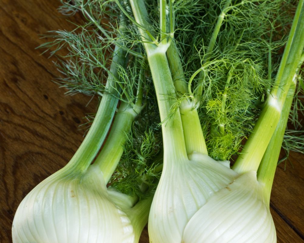 Fennel