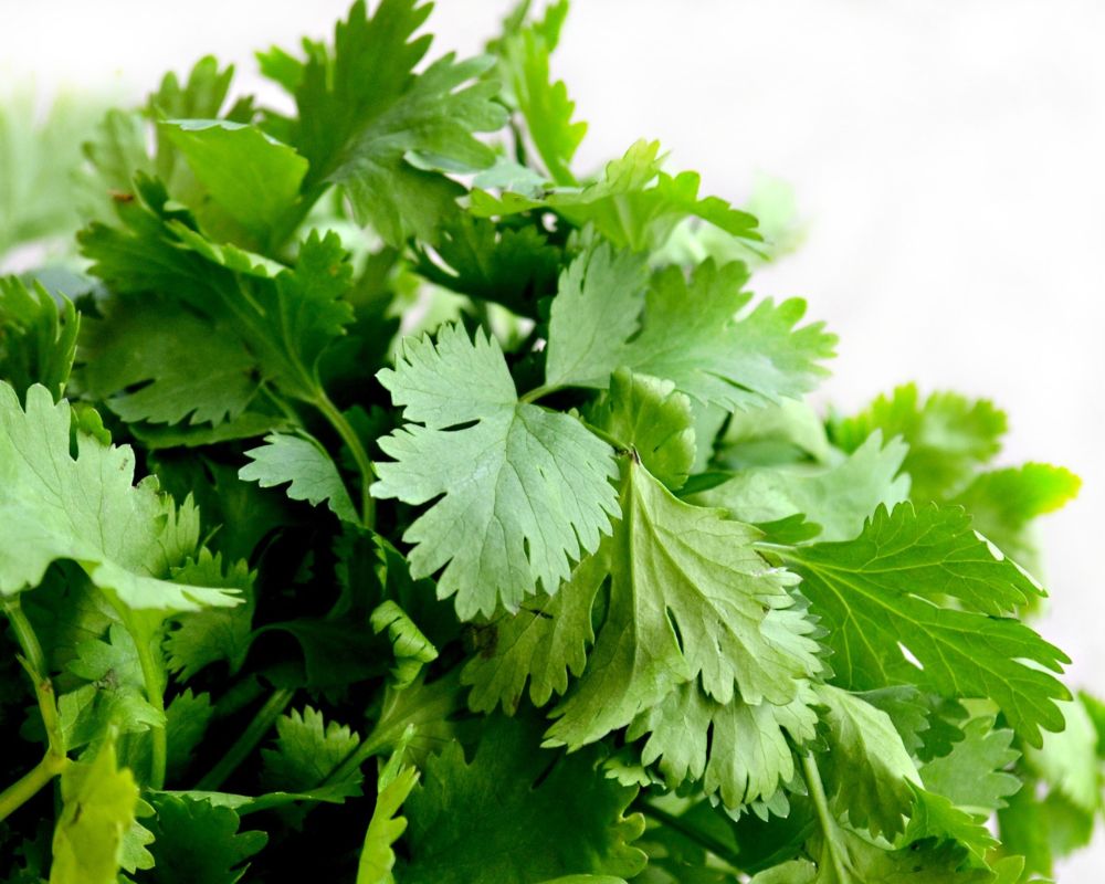 Fresh cilantro