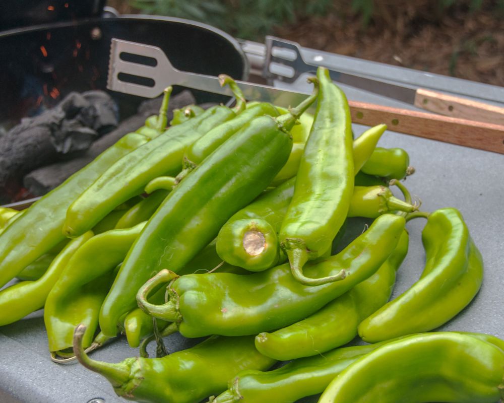 Hatch chile is a part of New Mexico chile pods