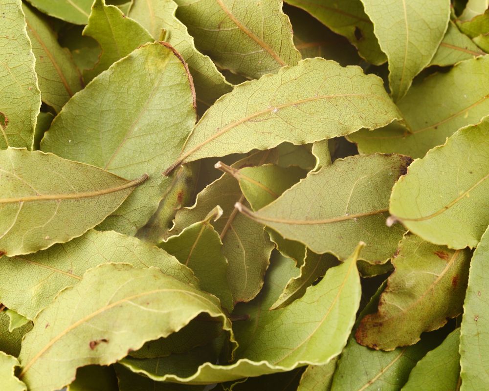 Old India Bay Leaves Semi Selected 1kg - Natural Dried Bay Leaves For Cooking & Seasoning
