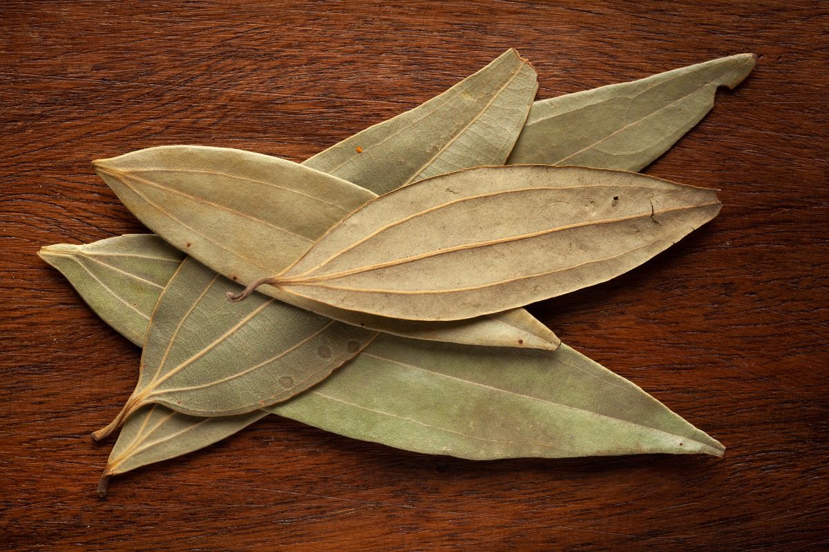 Indian bay leaf