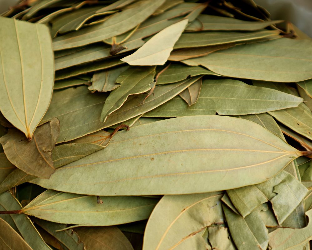 Indian bay leaves
