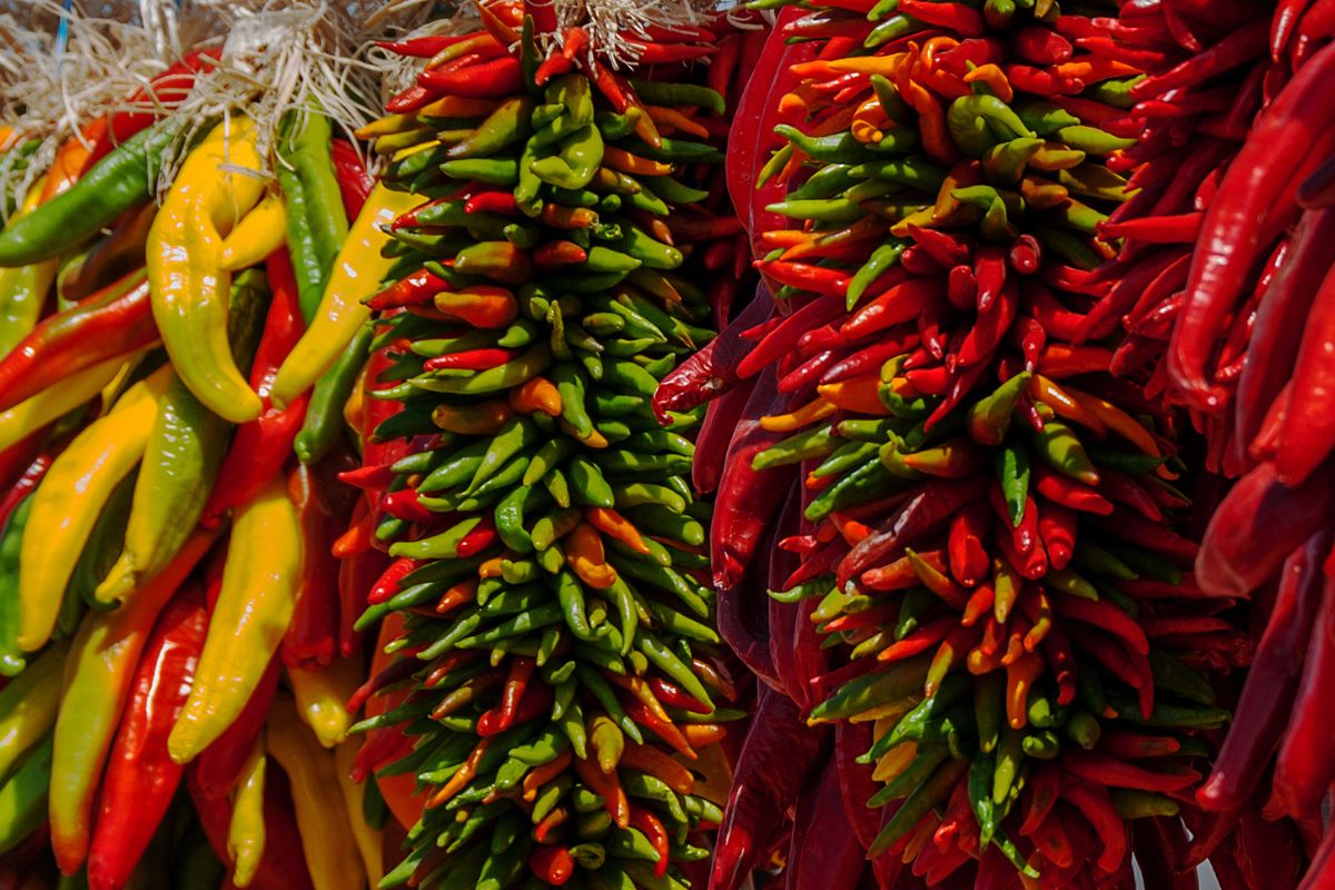 New Mexico chile pods