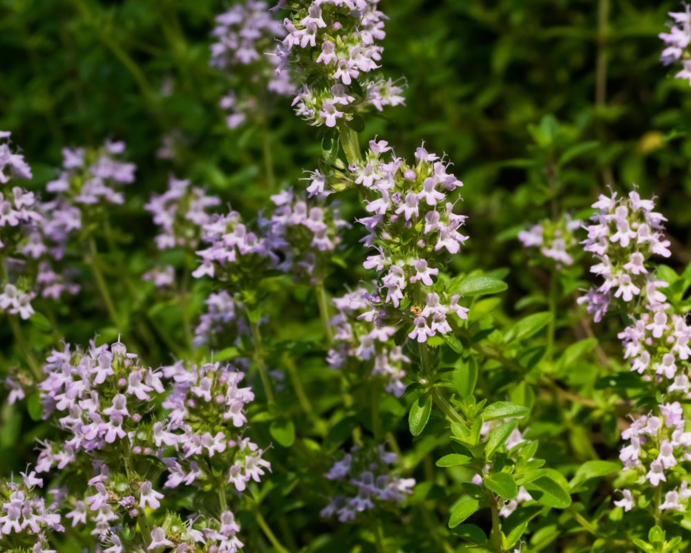 “Orange Balsam” thyme