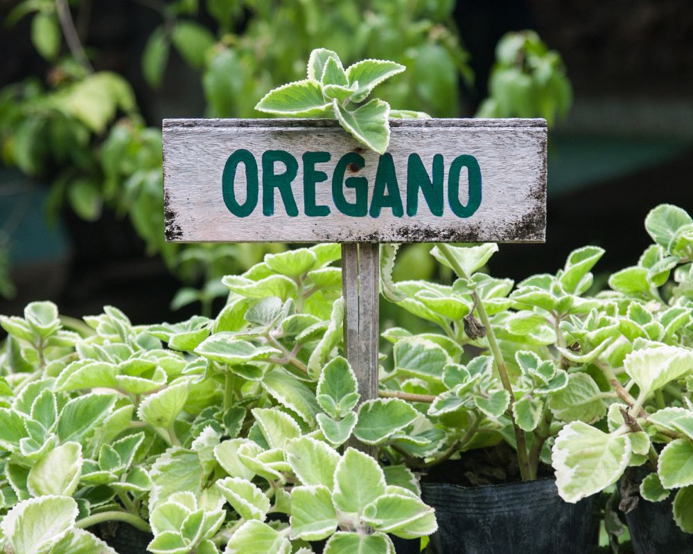 Oregano