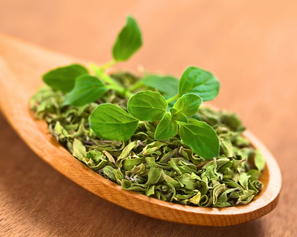 Oregano