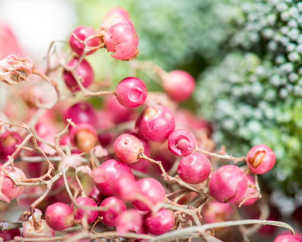 Pink peppercorns