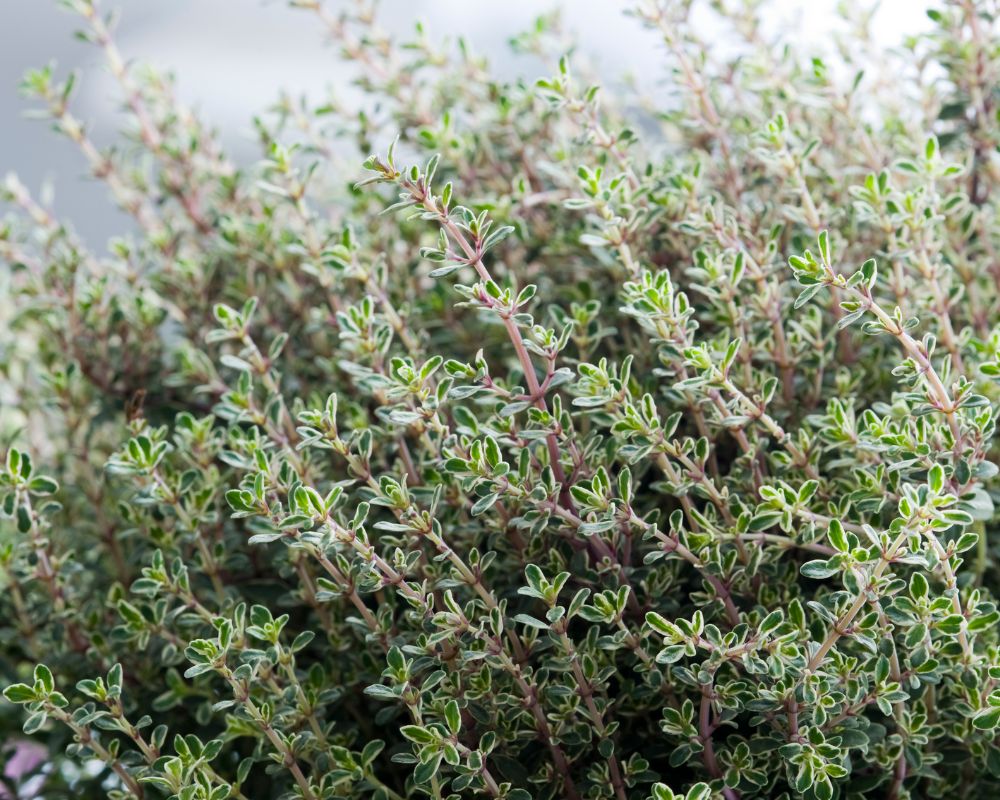 Thyme 